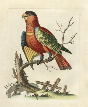 Edwards Parrot 21.jpg